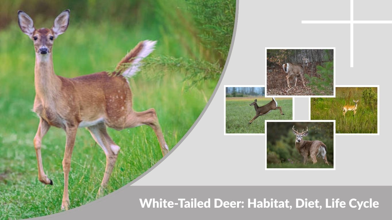 White-Tailed Deer: Habitat, Diet, Life Cycle, and Key Facts