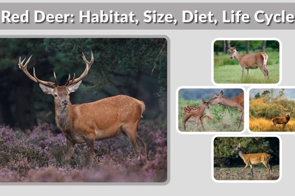 Red Deer: Habitat, Size, Diet, Life Cycle, and Key Facts