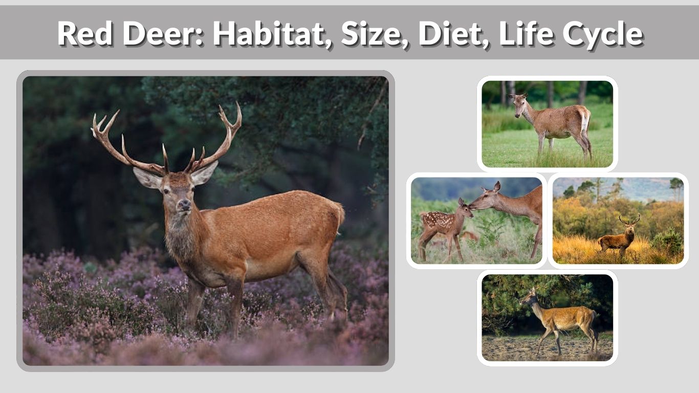 Red Deer: Habitat, Size, Diet, Life Cycle, and Key Facts