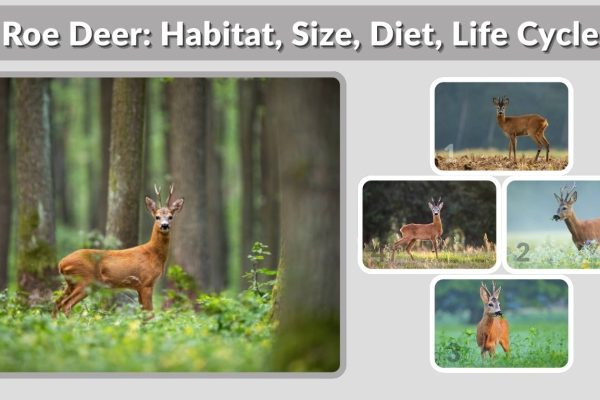 Roe Deer: Habitat, Size, Diet, Life Cycle, and Key Facts