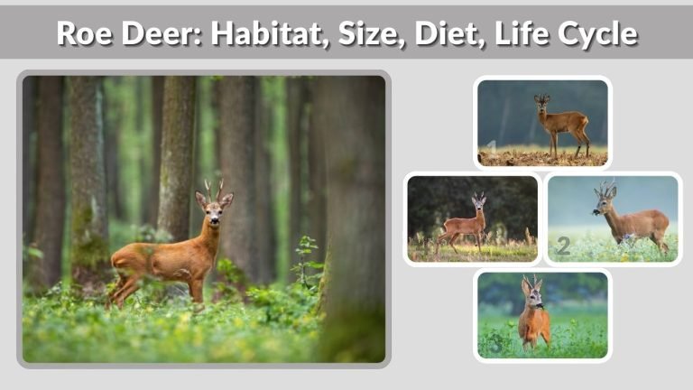Spiser Roe Roe Deer: Habitat, Size, Diet, Life Cycle, and Key Facts