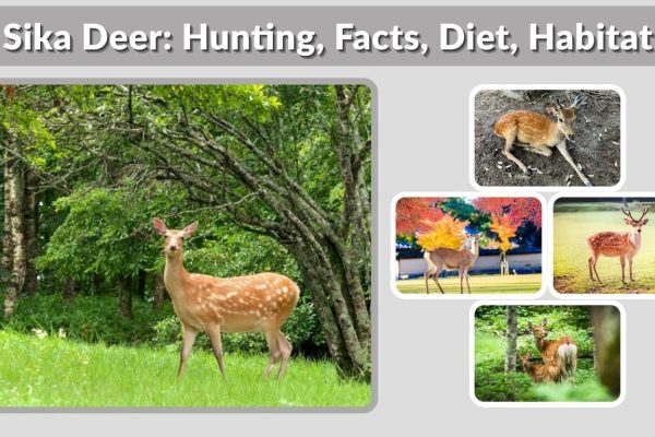 Sika Deer: Hunting, Facts, Diet, Habitat & Pictures