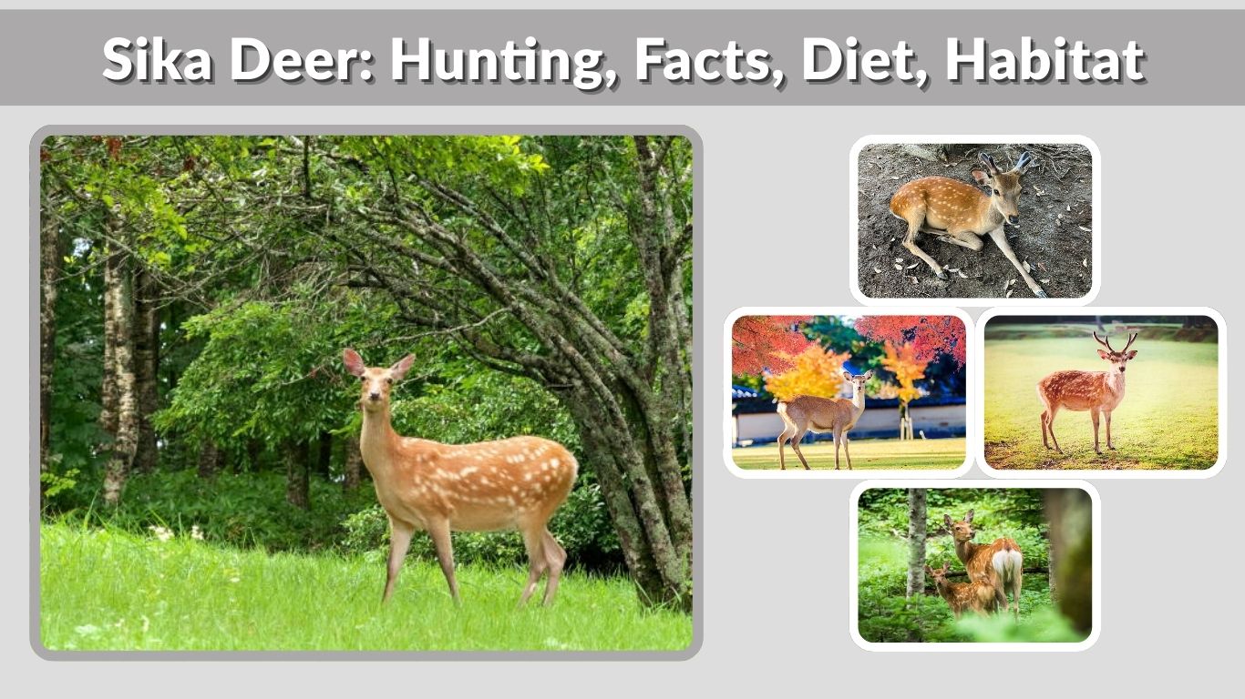 Sika Deer: Hunting, Facts, Diet, Habitat & Pictures
