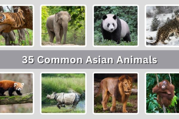 35 Common Asian Animals: Identification With Picture