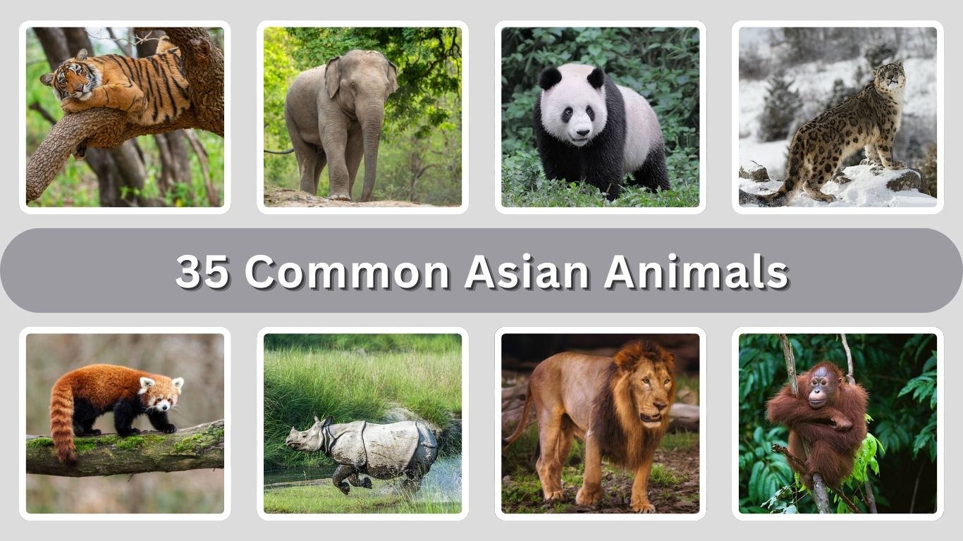 35 Common Asian Animals: Identification With Picture