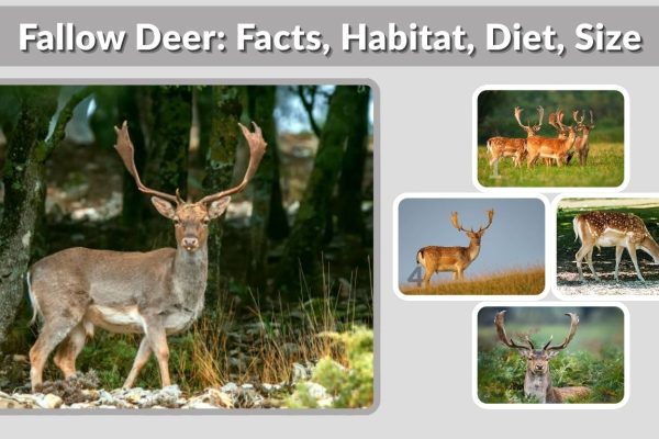 Fallow Deer: Facts, Habitat, Diet, Size, and Key Information