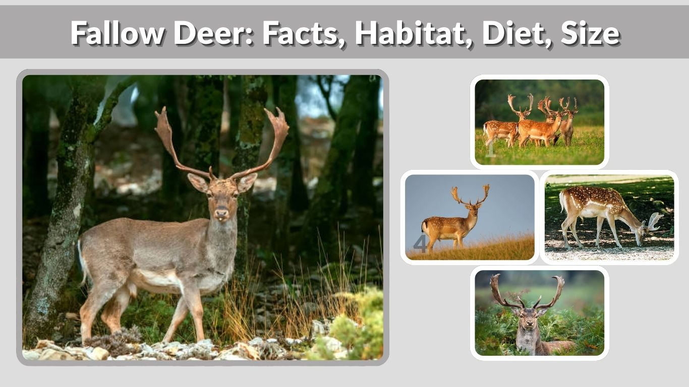 Fallow Deer: Facts, Habitat, Diet, Size, and Key Information