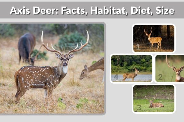 Axis Deer: Facts, Habitat, Diet, Size, and Key Information
