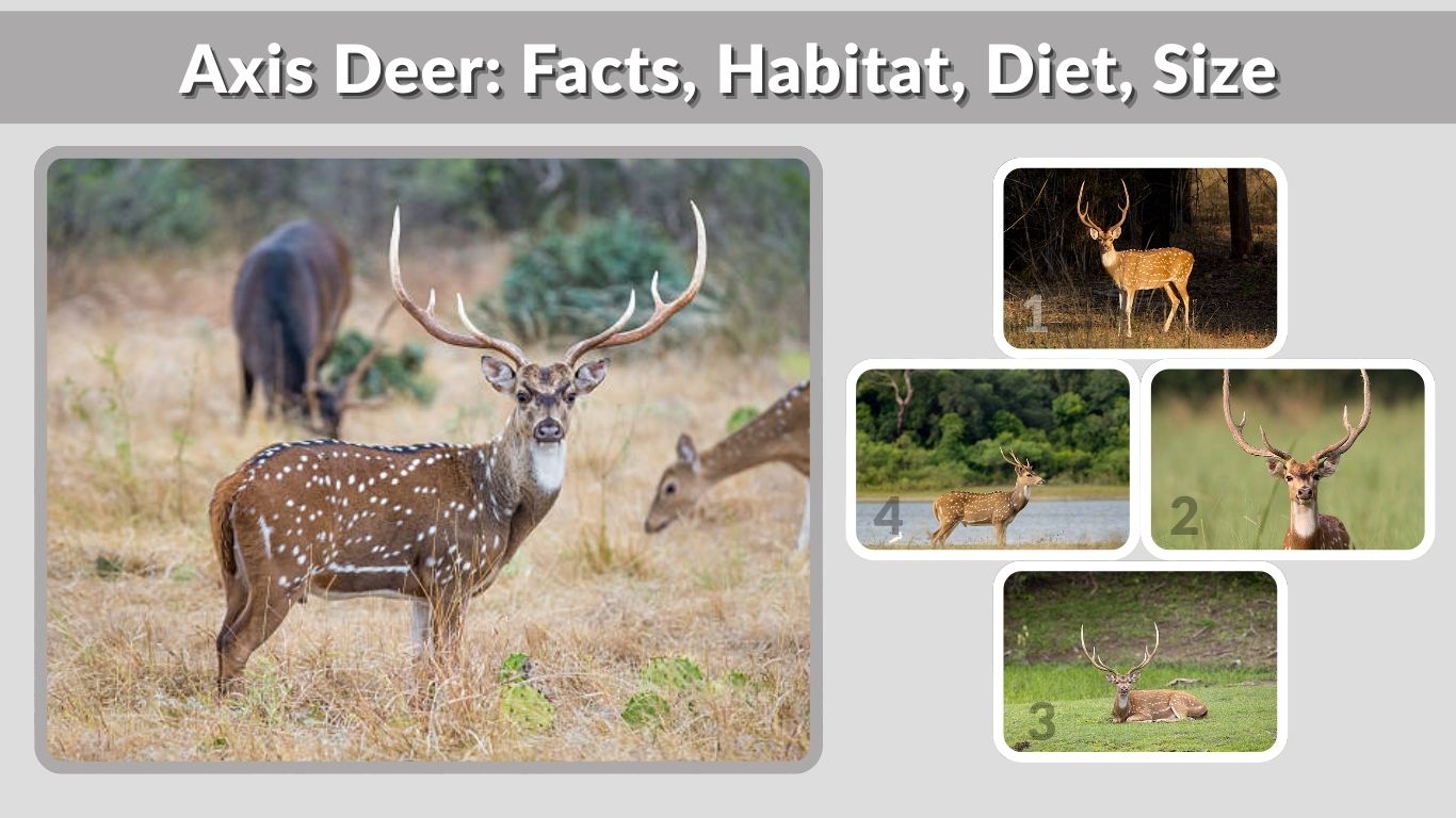 Axis Deer: Facts, Habitat, Diet, Size, and Key Information