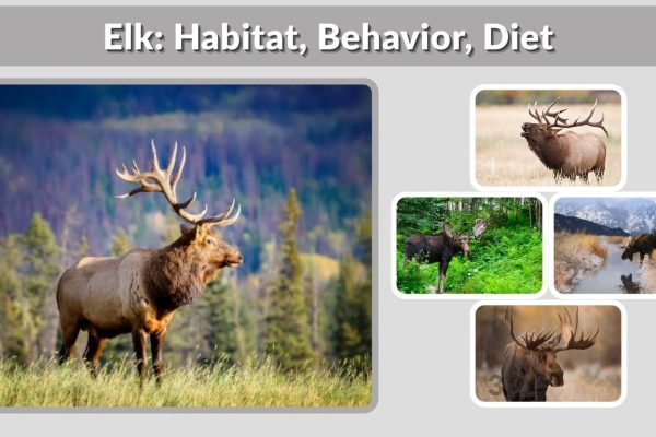 Elk: Habitat, Behavior, Diet, and Conservation Explained