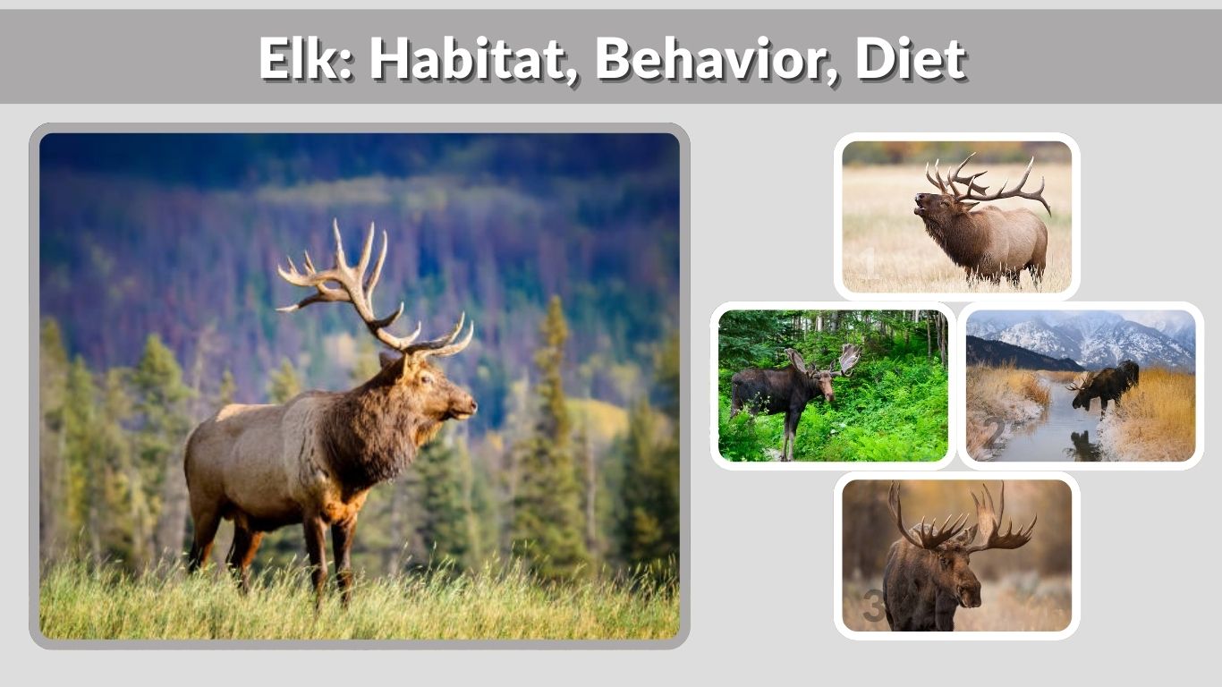 Elk: Habitat, Behavior, Diet, and Conservation Explained