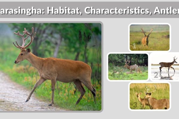 Barasingha: Habitat, Characteristics, Antlers, and Conservation