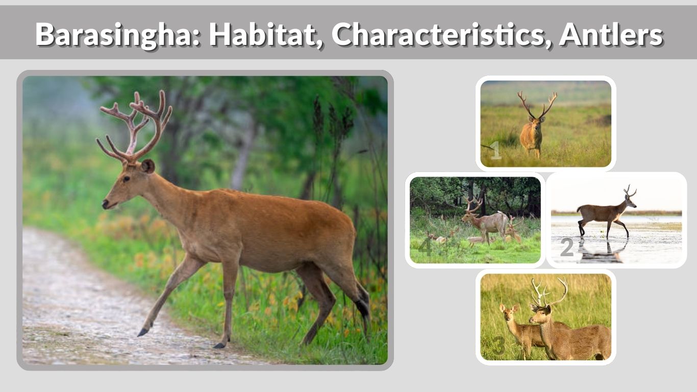 Barasingha: Habitat, Characteristics, Antlers, and Conservation