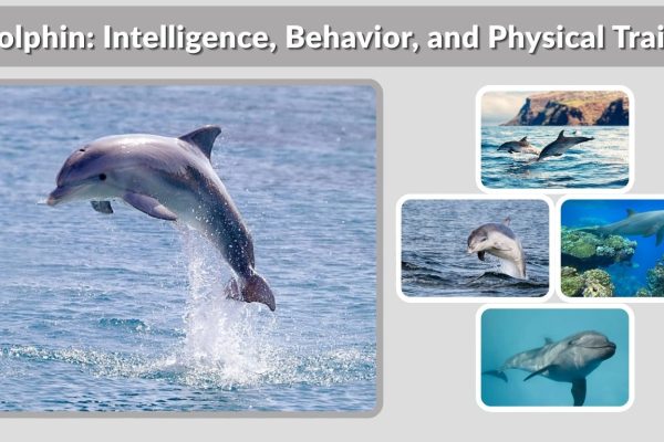 Dolphin: Intelligence, Behavior, and Physical Traits