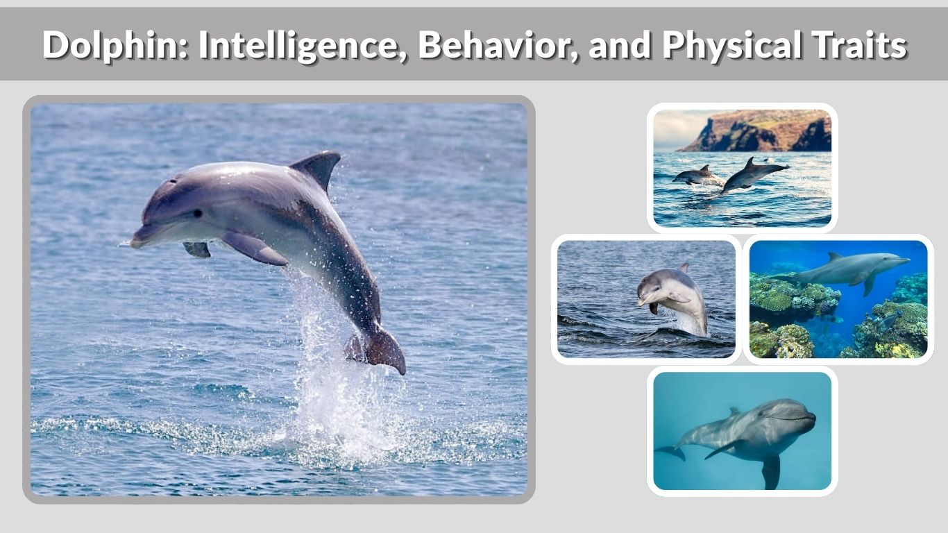 Dolphin: Intelligence, Behavior, and Physical Traits