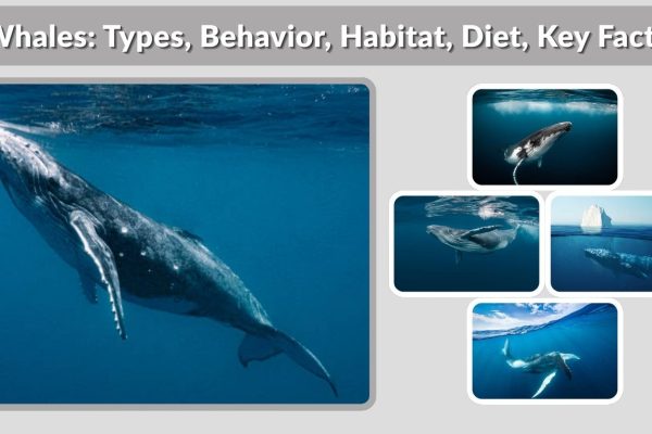 Whales: Types, Behavior, Habitat, Diet, Key Facts