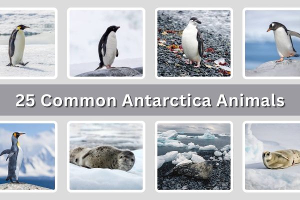 25 Common Antarctica Animals: Identification With Picture