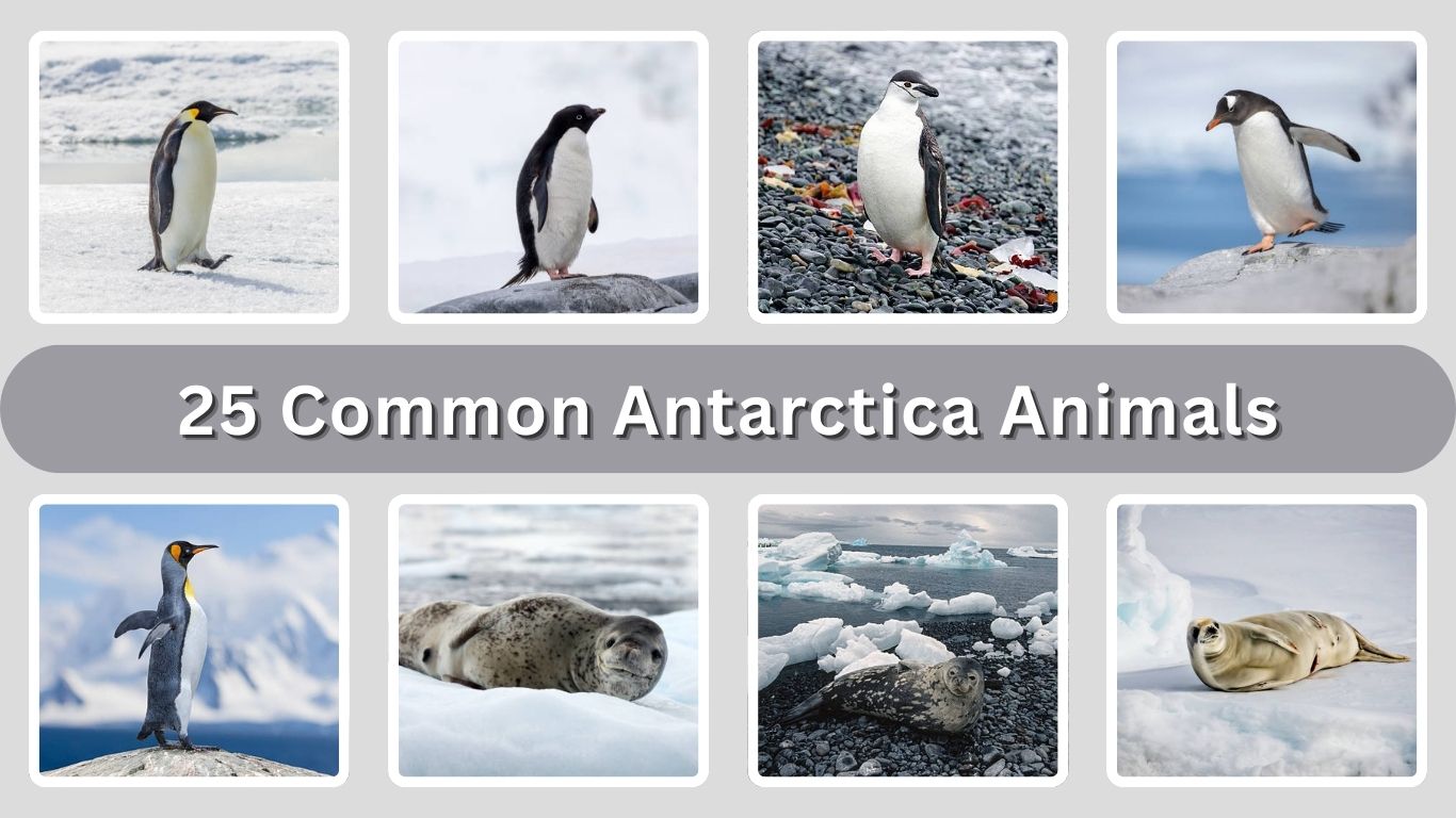 25 Common Antarctica Animals: Identification With Picture