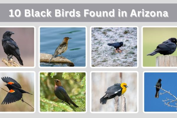 10 Black Birds Found in Arizona: Identification with Pictures 