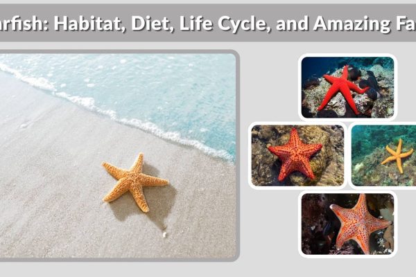Starfish: Habitat, Diet, Life Cycle, and Amazing Facts