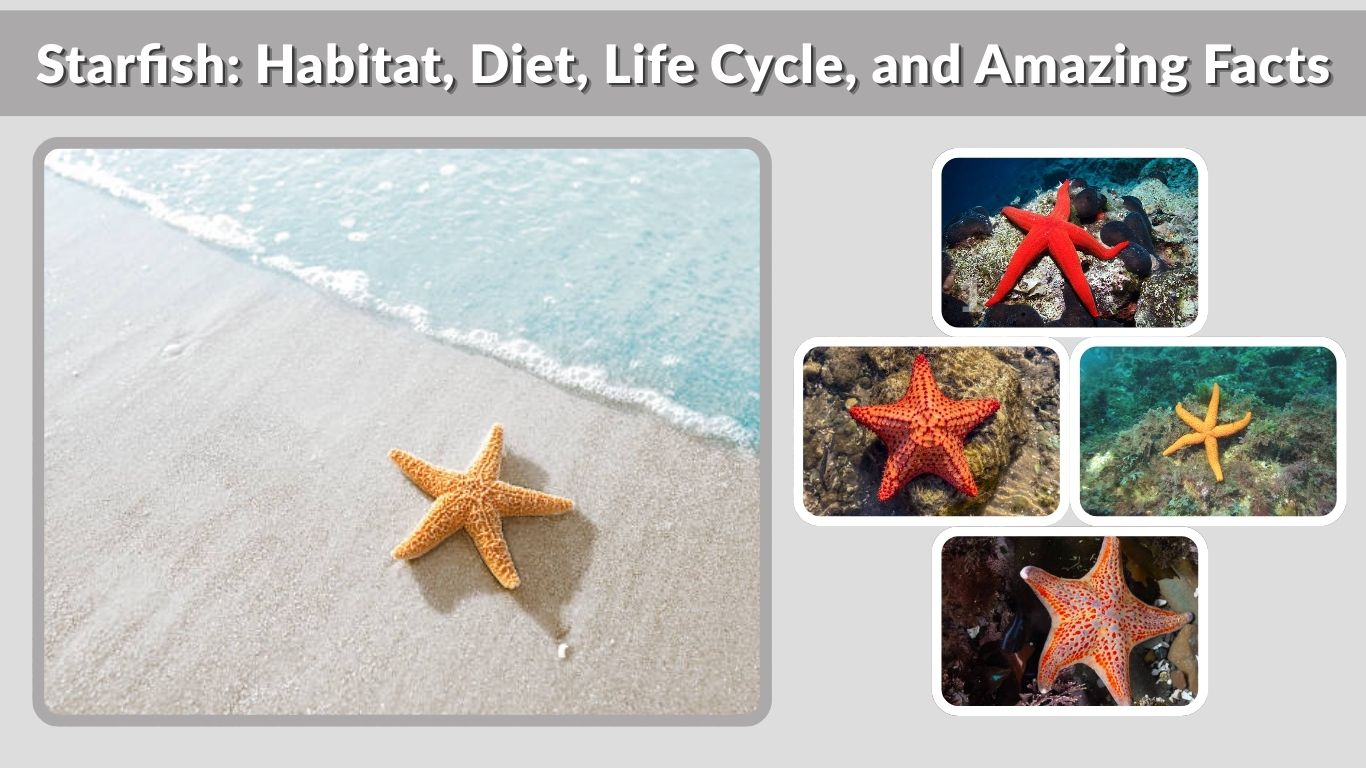 Starfish: Habitat, Diet, Life Cycle, and Amazing Facts
