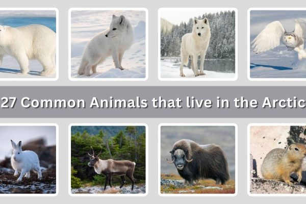 27 Common Animals that live in the Arctic: Identification With Picture