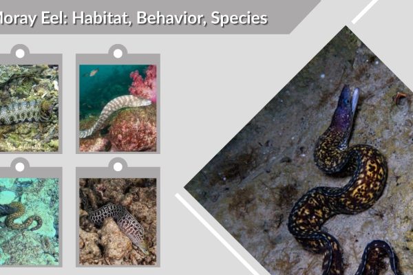 Moray Eel: Habitat, Behavior, Species, and Surprising Facts