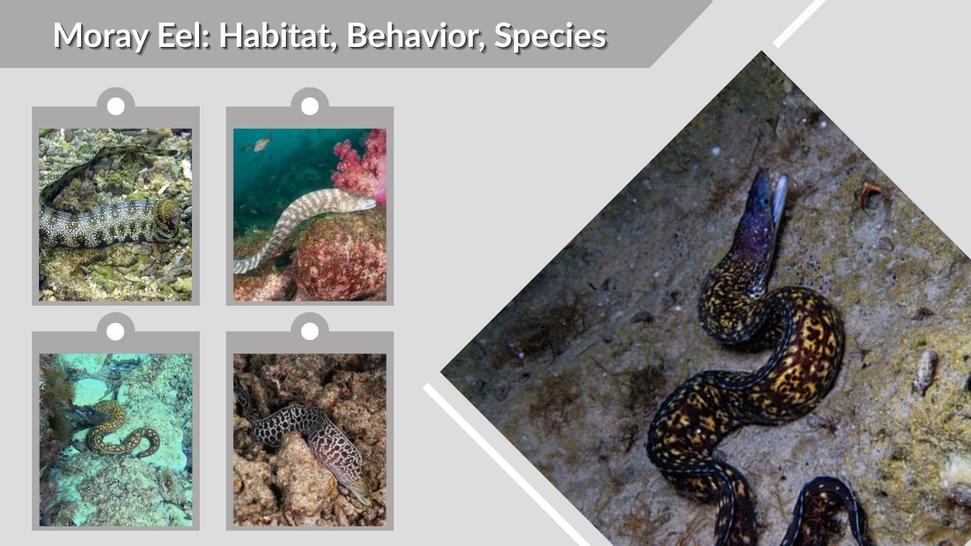 Moray Eel: Habitat, Behavior, Species, and Surprising Facts