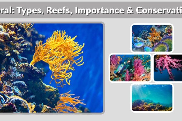 Coral: Types, Reefs, Importance & Conservation
