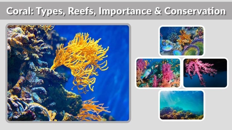 Coral: Types, Reefs, Importance & Conservation