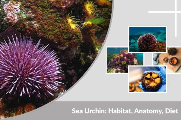 Sea Urchin: Habitat, Anatomy, Diet, and Fascinating Facts