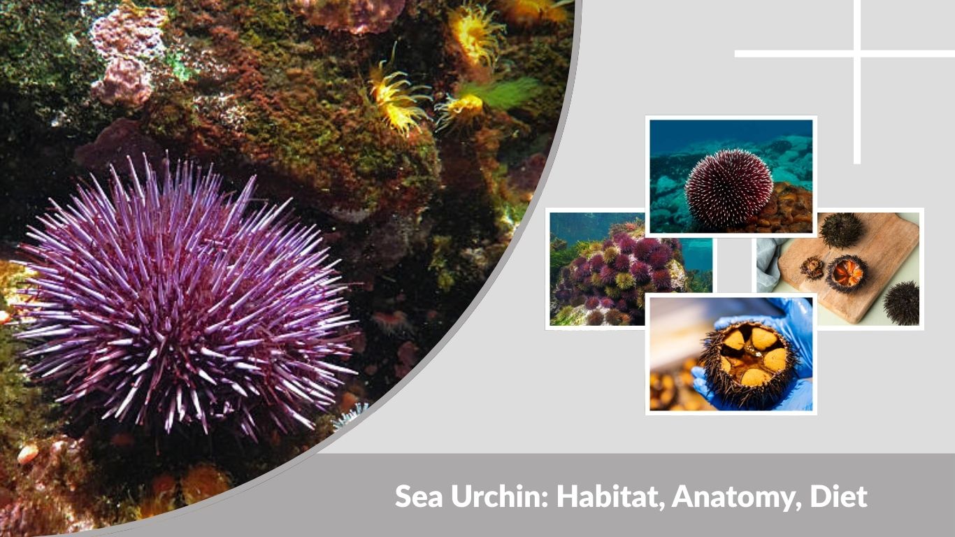 Sea Urchin: Habitat, Anatomy, Diet, and Fascinating Facts