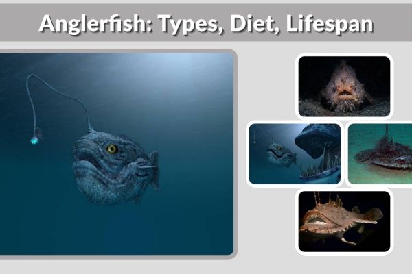 Anglerfish: Types, Diet, Lifespan & Fascinating Facts