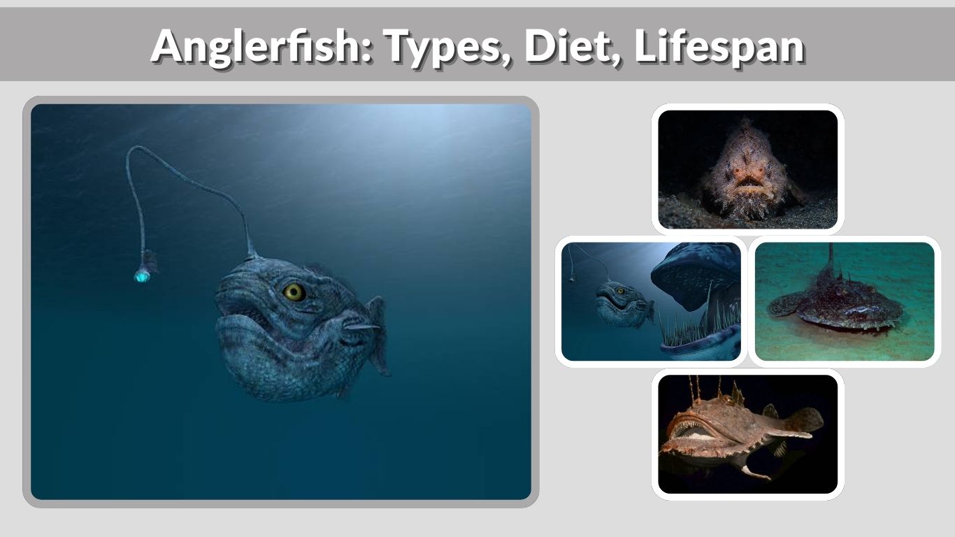Anglerfish: Types, Diet, Lifespan & Fascinating Facts