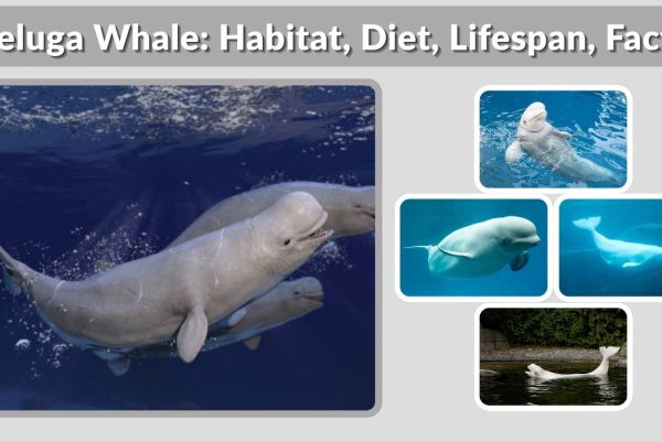 Beluga Whale: Habitat, Diet, Lifespan, Facts & Conservation