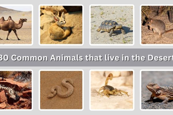 30 Common Animals that live in the Desert: Id With Picture