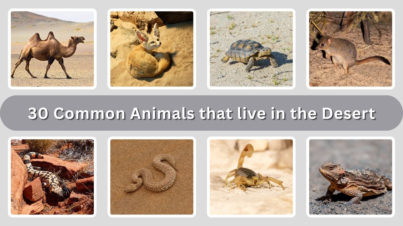 30 Common Animals that live in the Desert: Id With Picture