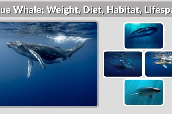 Blue Whale: Weight, Diet, Habitat, Lifespan & Incredible Facts