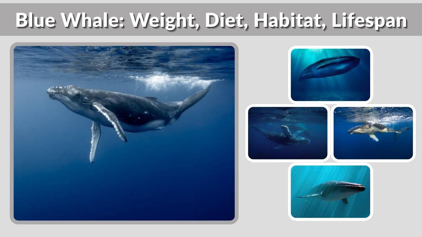 Blue Whale: Weight, Diet, Habitat, Lifespan & Incredible Facts