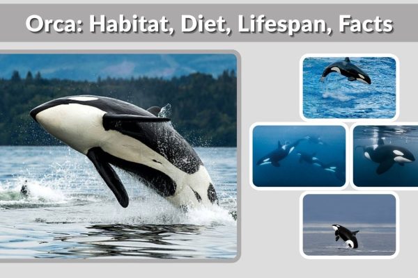Orca: Habitat, Diet, Lifespan, Facts & Orca vs Shark