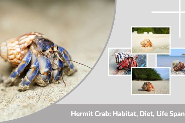 Hermit Crab: Habitat, Diet, Life Span & Fascinating Facts