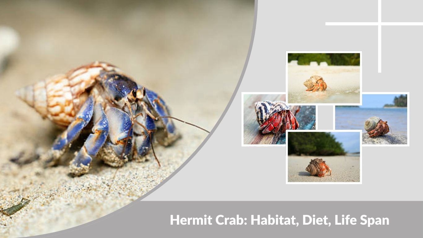 Hermit Crab: Habitat, Diet, Life Span & Fascinating Facts