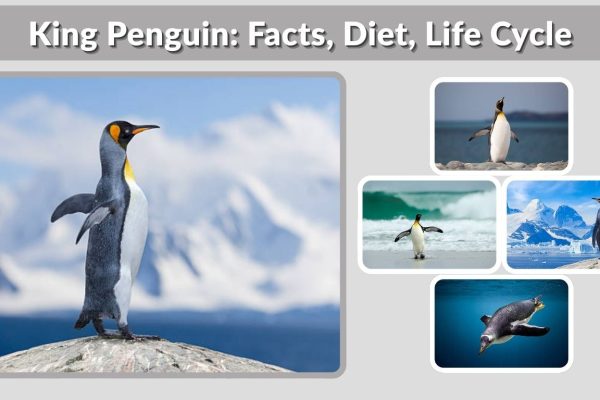 King Penguin: Facts, Diet, Life Cycle & Key Differences