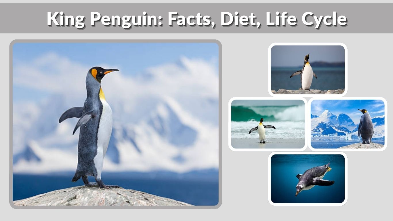King Penguin: Facts, Diet, Life Cycle & Key Differences
