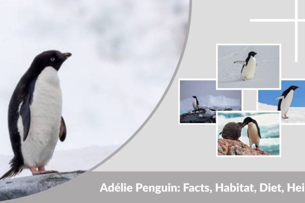 Adélie Penguin: Facts, Habitat, Diet, Height & Lifespan