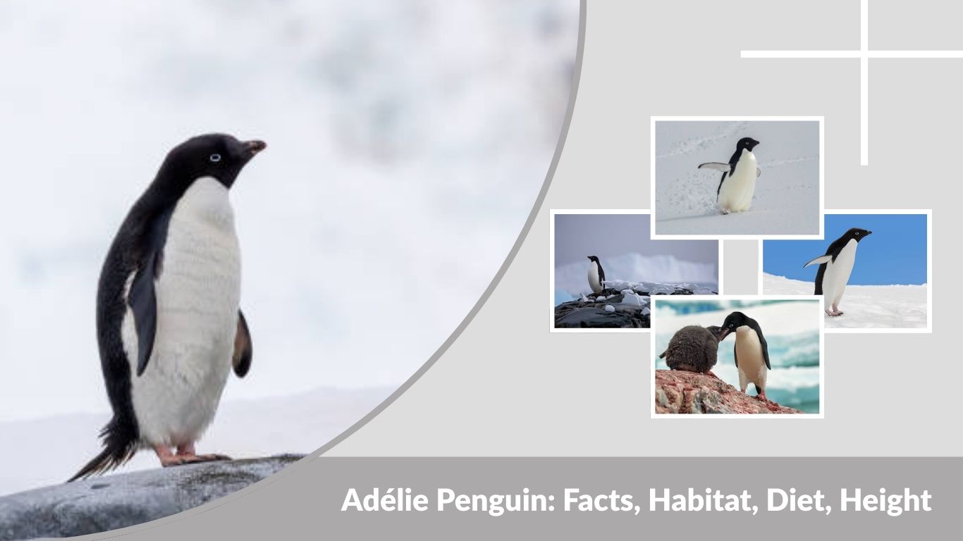Adélie Penguin: Facts, Habitat, Diet, Height & Lifespan