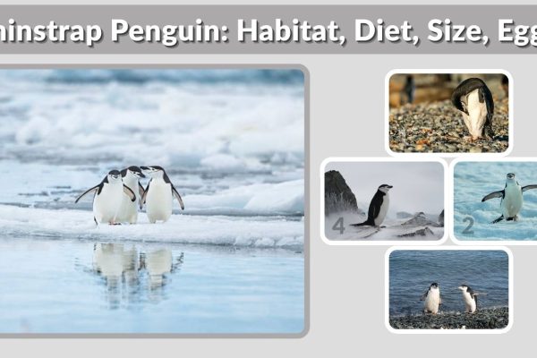 Chinstrap Penguin: Habitat, Diet, Size, Eggs & Lifespan