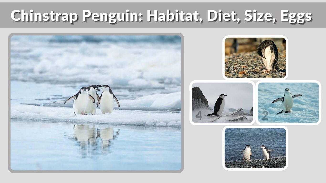 Chinstrap Penguin: Habitat, Diet, Size, Eggs & Lifespan