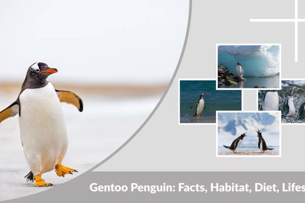 Gentoo Penguin: Facts, Habitat, Diet, Lifespan & Key Differences