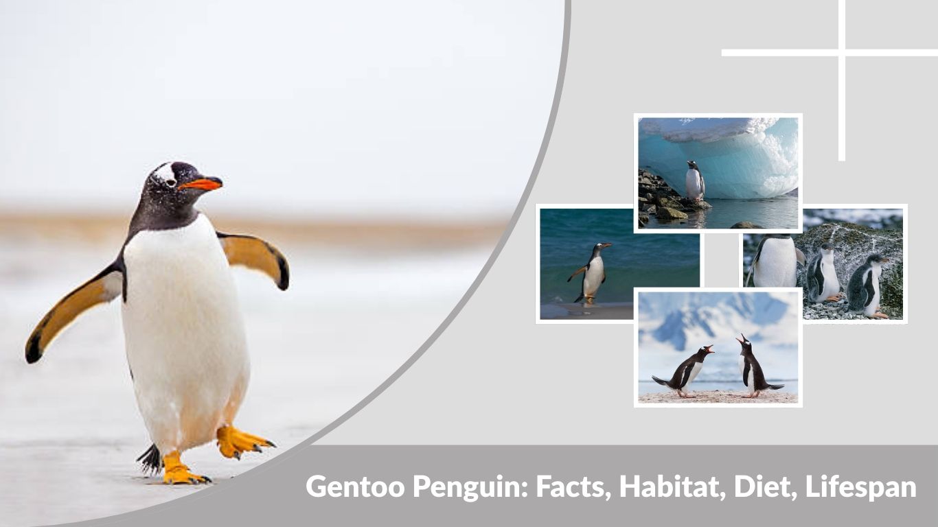 Gentoo Penguin: Facts, Habitat, Diet, Lifespan & Key Differences